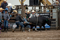 Walk/Trot Bulls